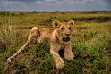 053 Masai Mara, leeuw